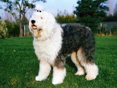 Old English Sheepdog