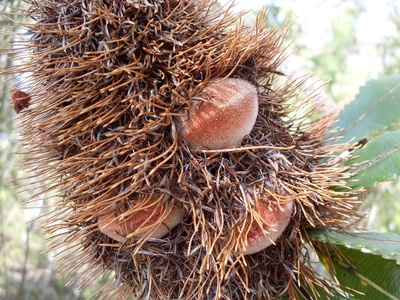 Old man banksia