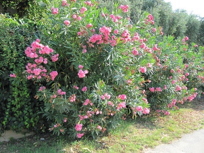 Oleander