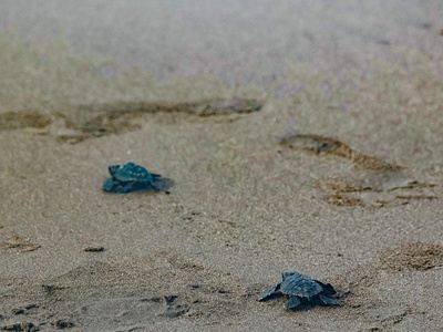 Olive Ridley sea turtle