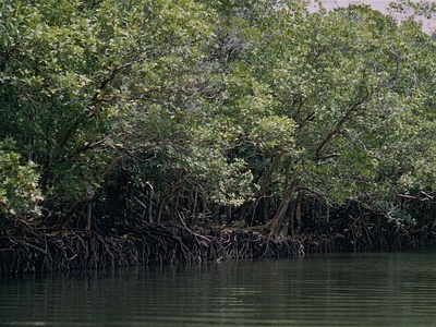 Orange mangrove