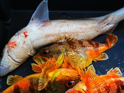 Orange roughy