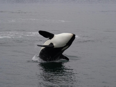 Orca (killer whale)