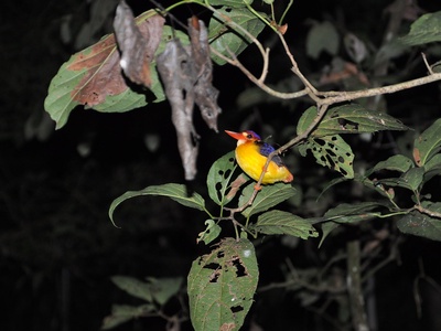 Oriental dwarf kingfisher