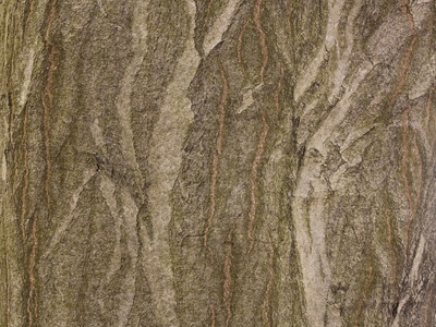 Oriental hornbeam