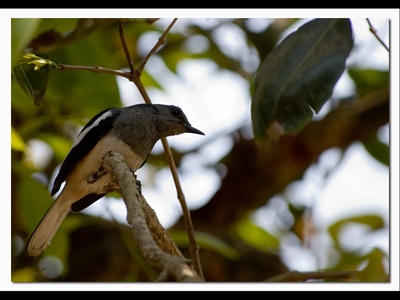 Oriental Magpie-Robin