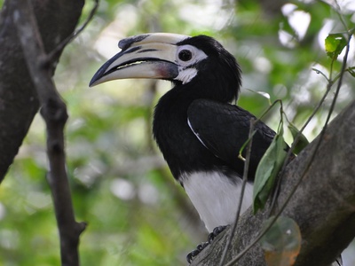 Oriental pied hornbill