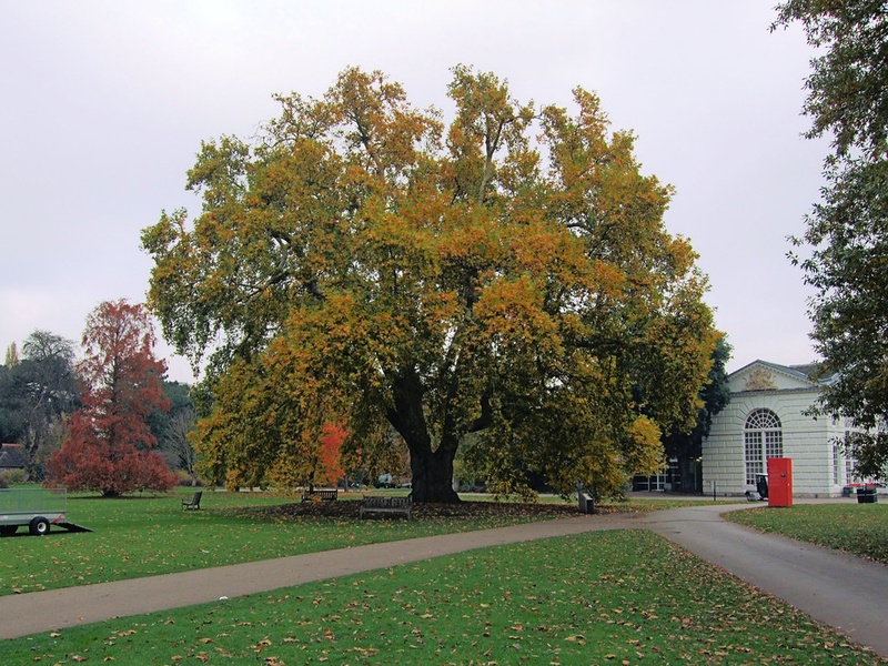 Trees Of Russia: The Complete List - Flora Fauna Fun