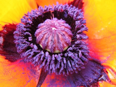 Oriental poppy