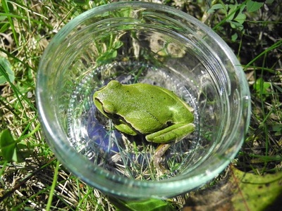 Oriental tree frog