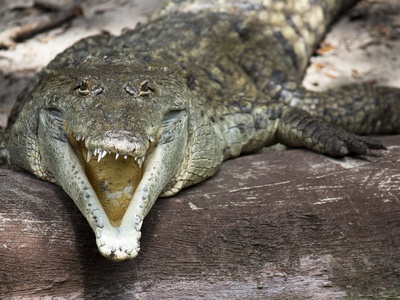 Orinoco crocodile