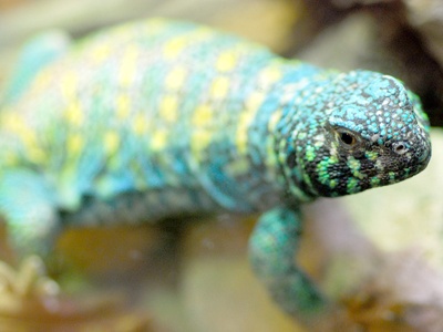 Ornate spiny-tailed lizard