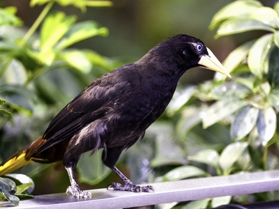 Oropendola