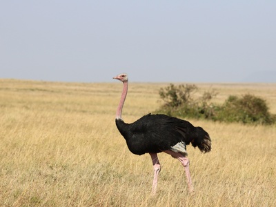Ostrich