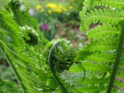 Ostrich fern