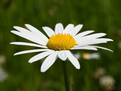Oxeye daisy (Wiesen-Margerite)