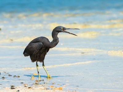 Pacific Reef Heron