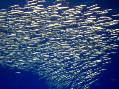 Pacific sardine