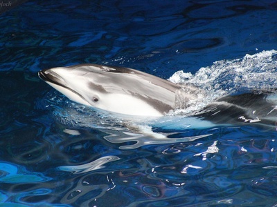 Pacific white-sided dolphin