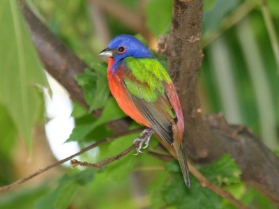 Painted Bunting