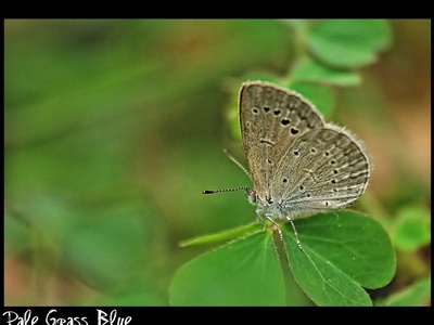 Pale Grass Blue