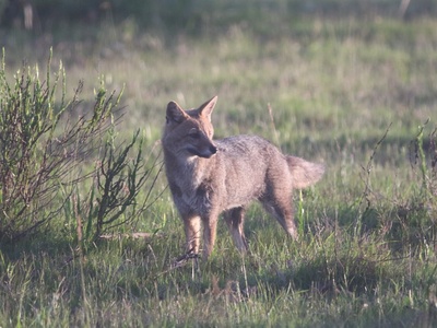 Pampas fox