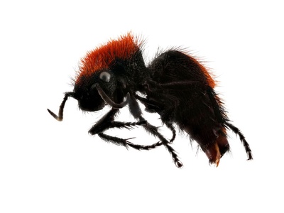 Panda ant (velvet ant)