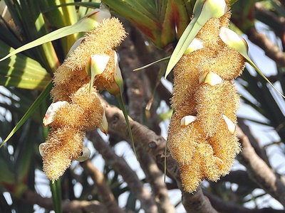 Pandanus (Seychelles screw pine)