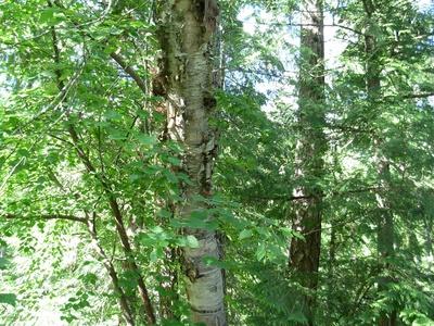 Paper birch