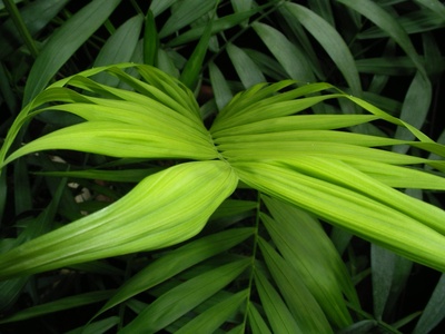 Parlor palm