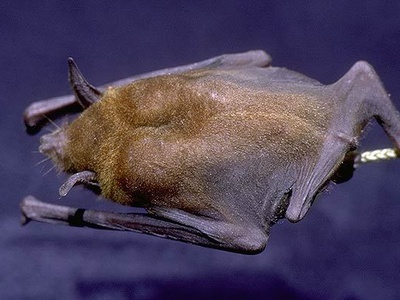 Parnell's mustached bat