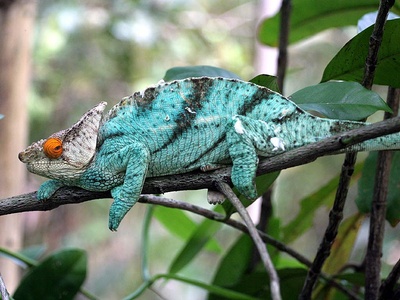 Parson's chameleon