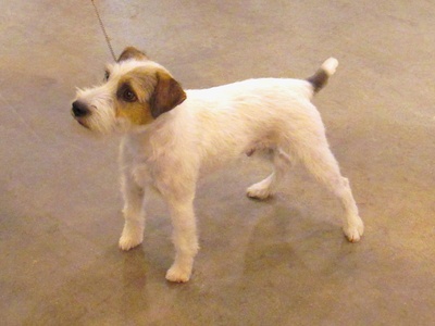 Parson Russell Terrier