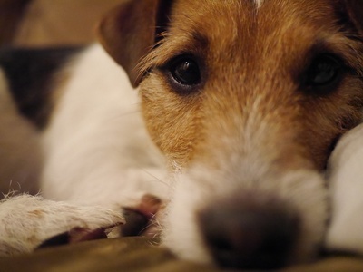 Parson Russell Terrier