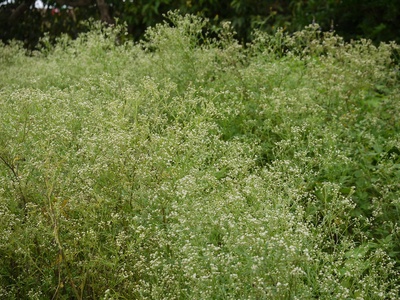 Parthenium weed