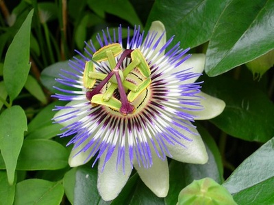 Passionflower