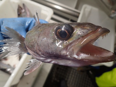 Patagonian toothfish (Chilean sea bass)