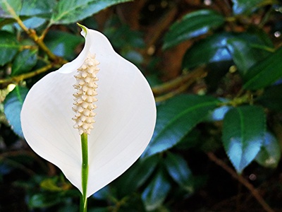 Peace lily