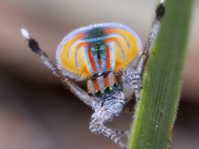 Peacock Spider