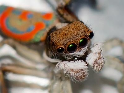 Peacock spider