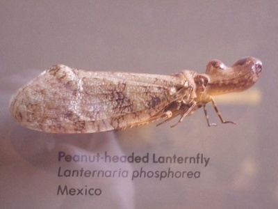 Peanut-headed lanternfly