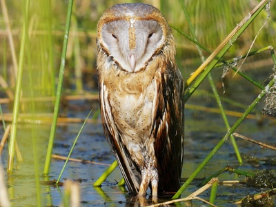 Pel's fishing owl