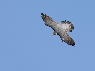 Peregrine Falcon