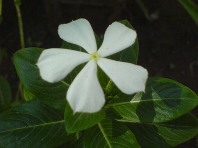 Periwinkle shrub (Madagascar)