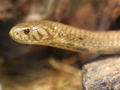 Philippine cobra
