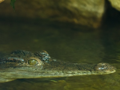 Philippine crocodile