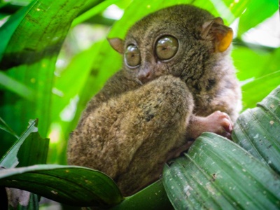 Philippine tarsier