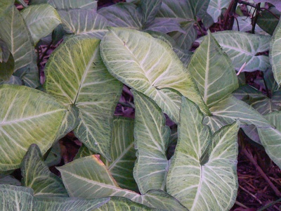 Philodendron climbers