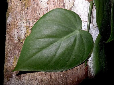 Philodendron (hederaceum)