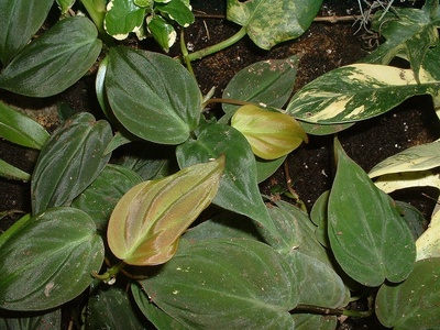 Philodendron (scandens)